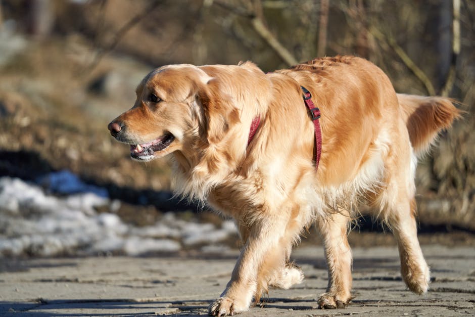 https://nimblewags.com/images/safety-tips-dog-soccer.jpg