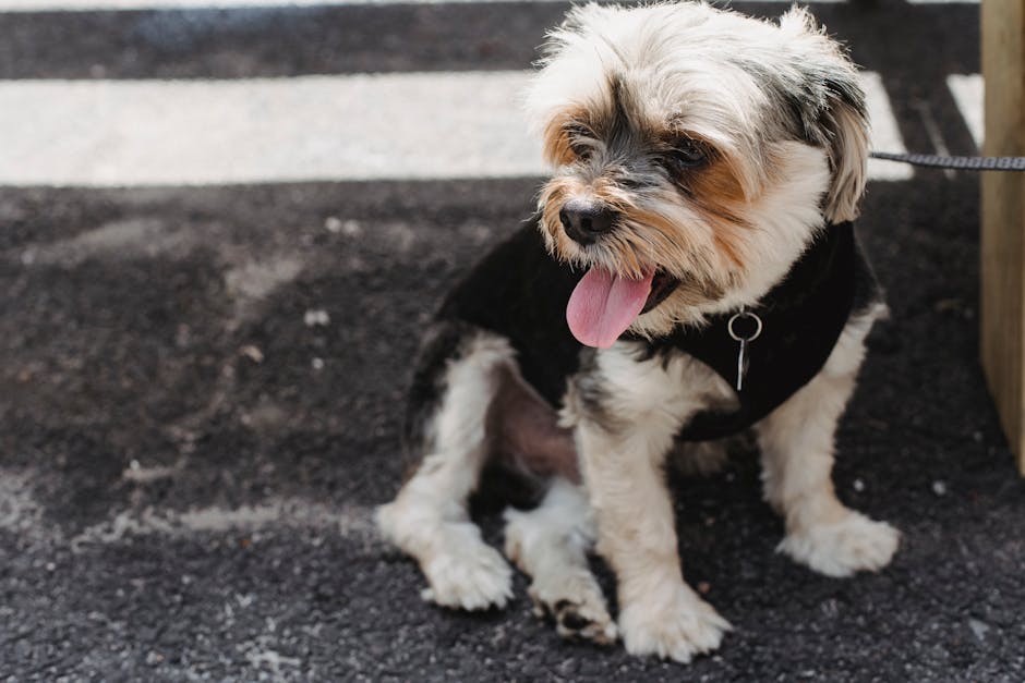 https://nimblewags.com/images/benefits-of-seasonal-dog-coats.jpg