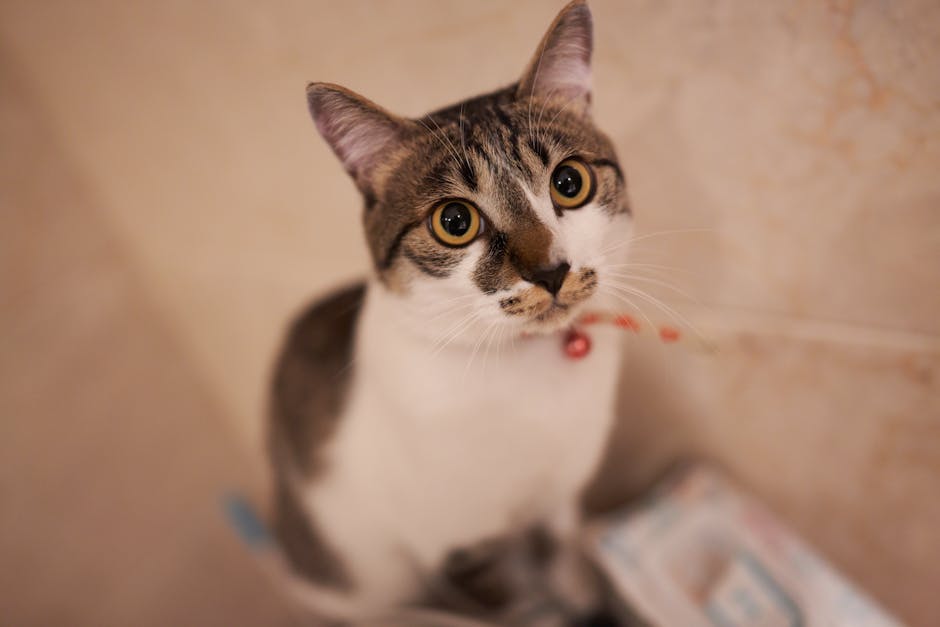 https://nimblewags.com/images/maintaining-pumpkin-pet-brush.jpg