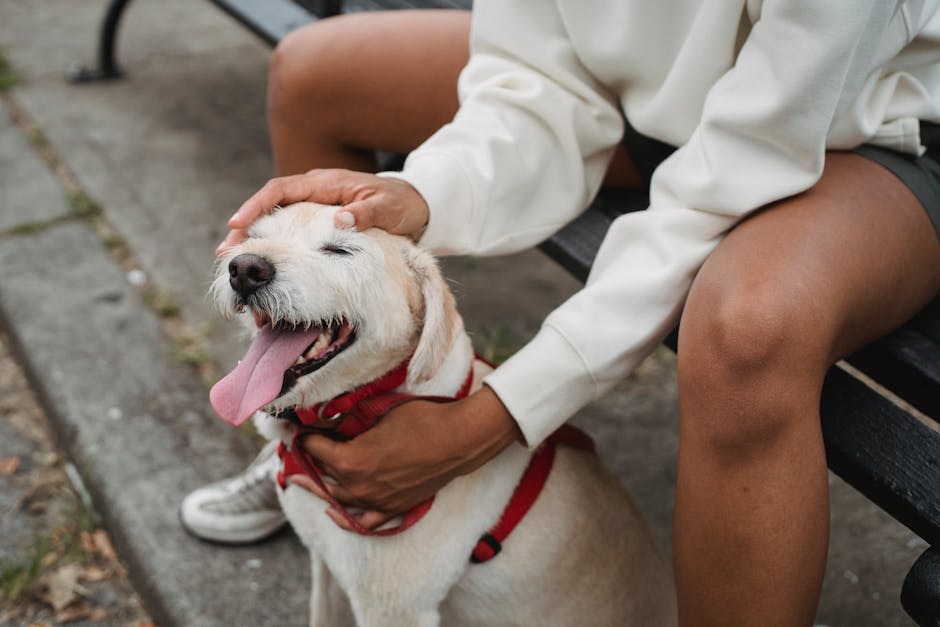 https://nimblewags.com/images/pumpkin-pet-brush-benefits.jpg