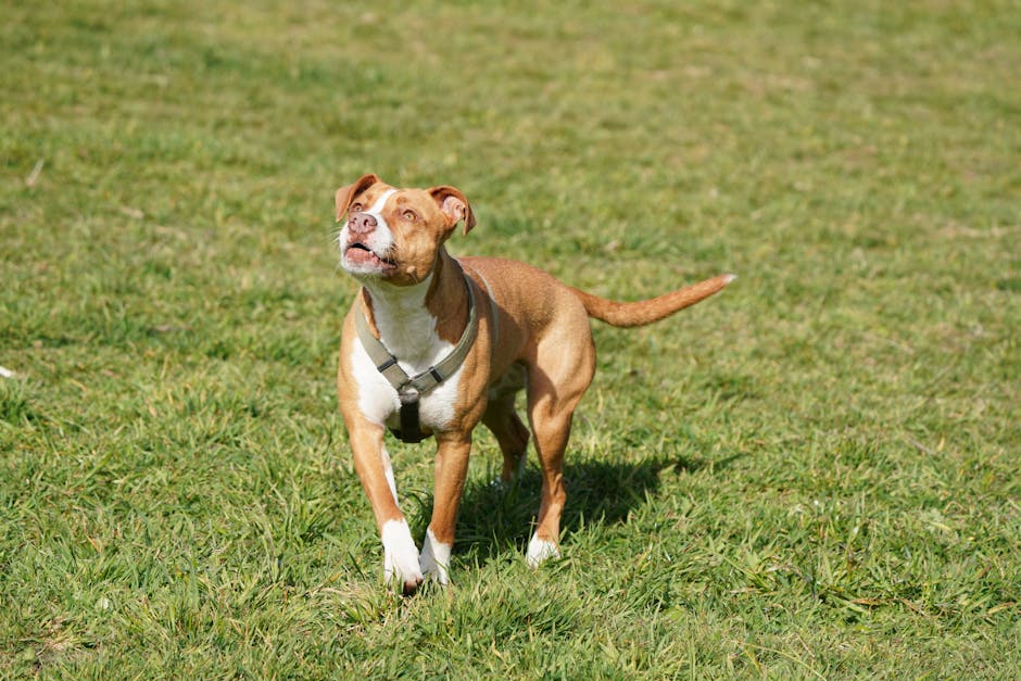 https://nimblewags.com/images/customer-reviews-dog-roulette-collar.jpg