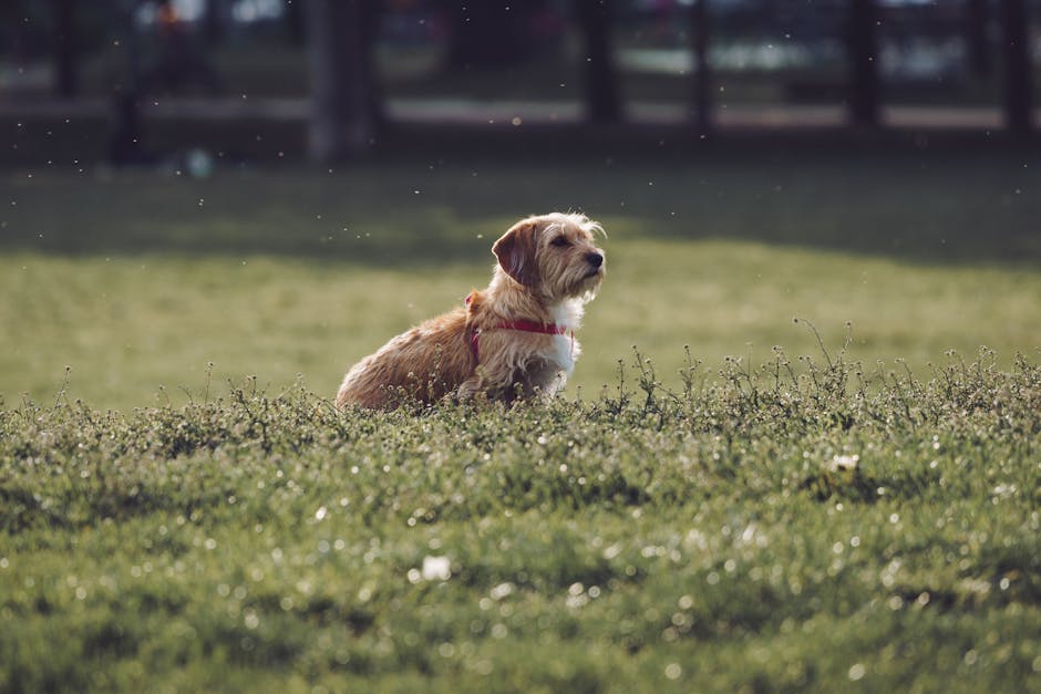 https://nimblewags.com/images/dog-harness-sizing-guide.jpg