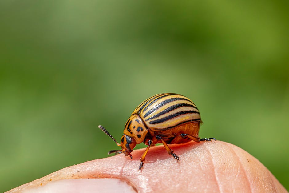 https://www.example.com/images/selecting-pest-control-service.jpg