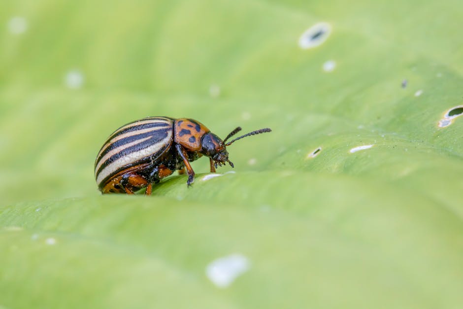 https://example.com/choosing-the-right-pest-control-service.jpg