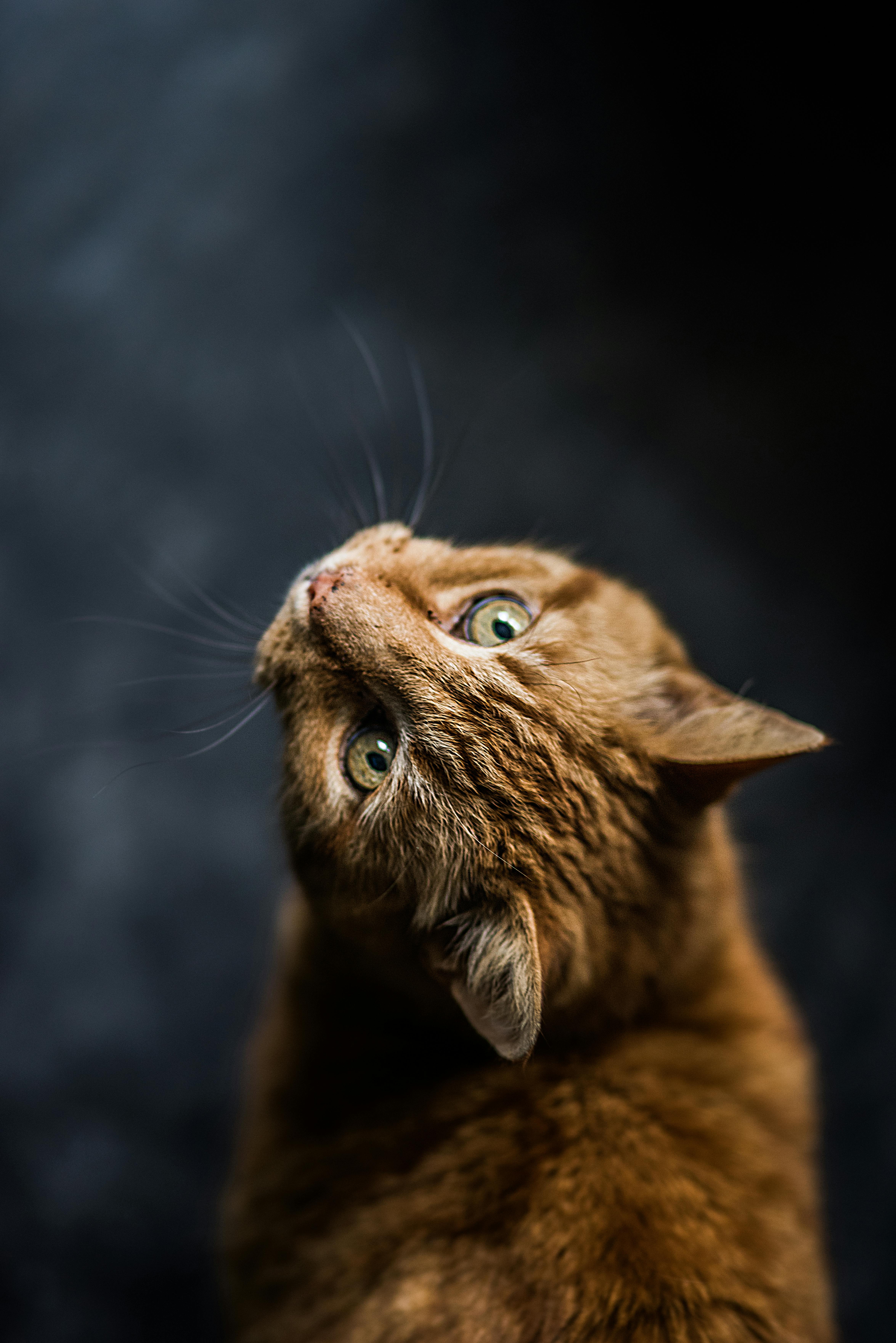 https://cat-guide.com/images/male-orange-cats.jpg