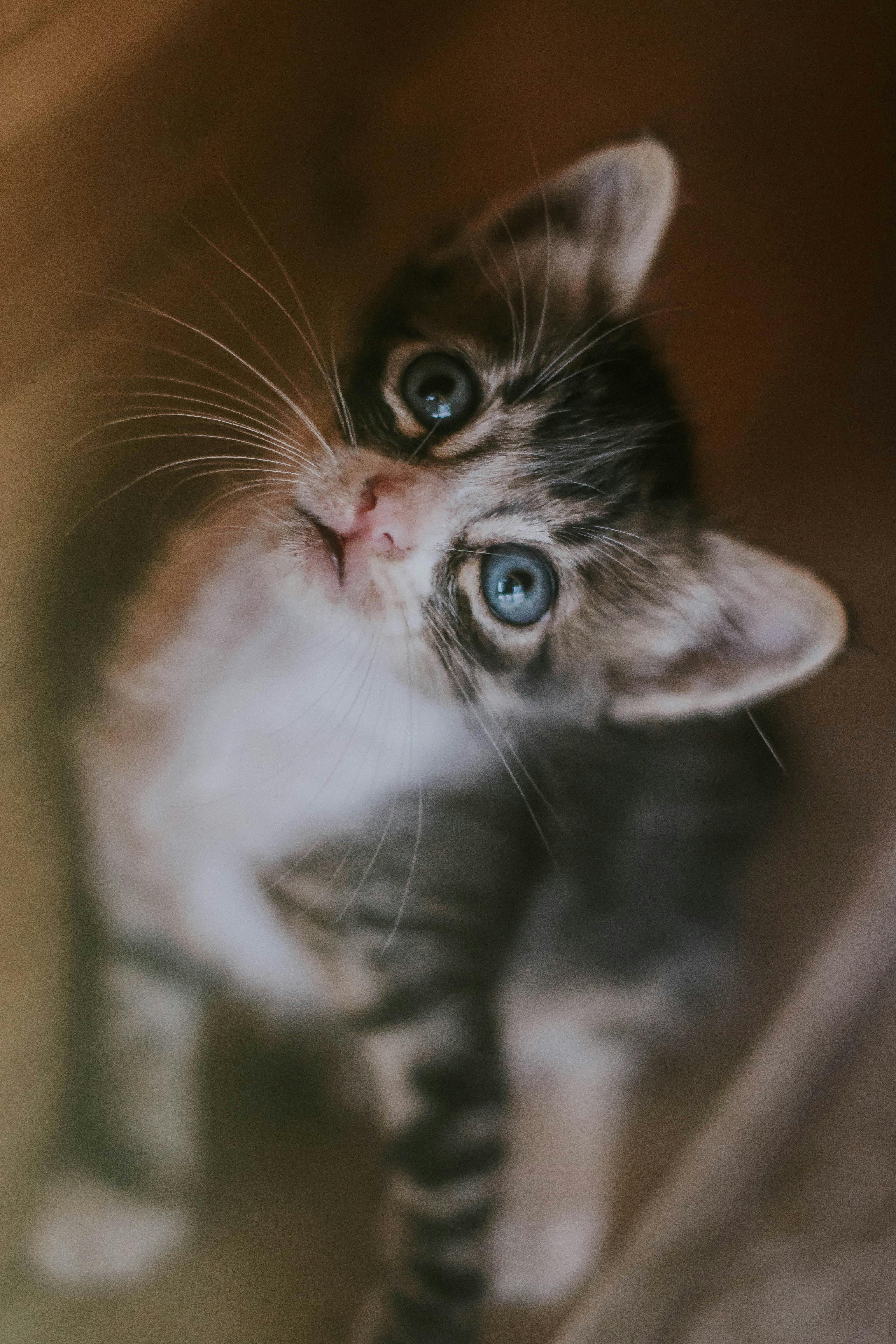 https://cat-guide.com/images/caring-for-ginger-cat.jpg