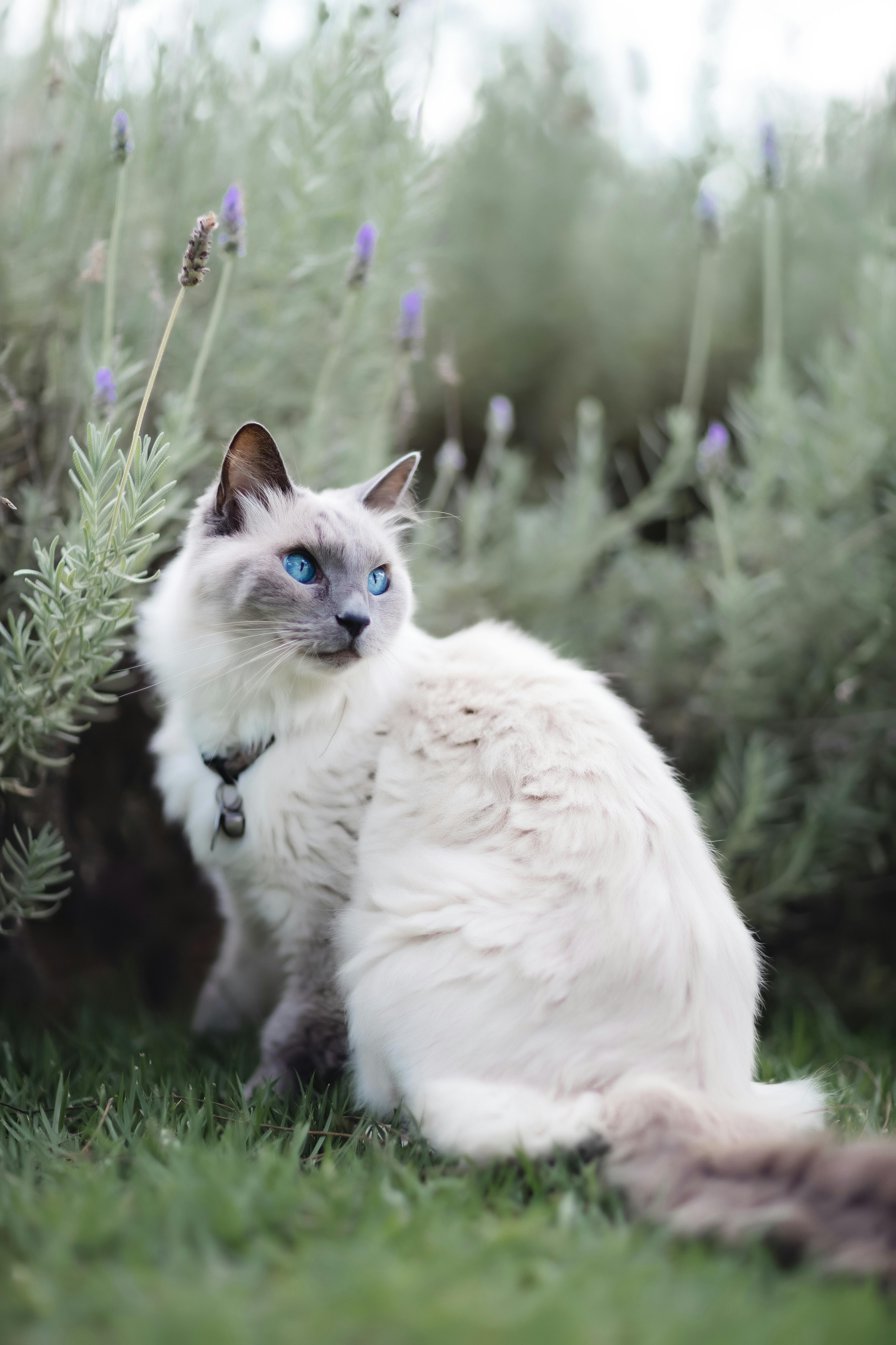 https://cat-guide.com/images/majestic-domestic-cats-australia.jpg