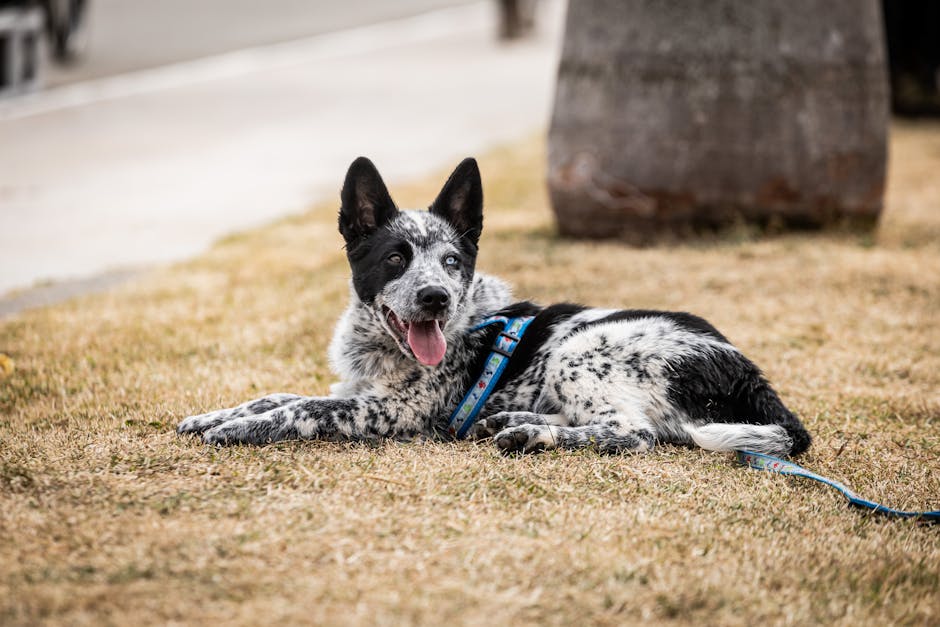 https://example.com/portable-dog-hydration-solutions.jpg