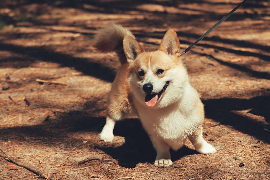 https://example.com/dog-friendly-hiking-accessories.jpg